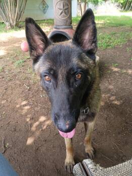 Maxwell -  Belgian Shepherd Malinois Dog for Adoption in Garland, Texas - Maxwell | PetCurious