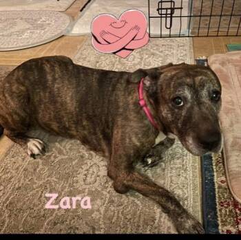 Staffordshire Bull Terrier and Plott Hound Dogs Available for Adoption - Zara | PetCurious