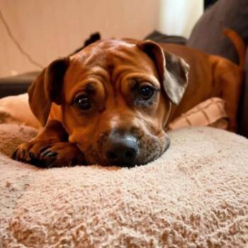 FLOSSIE -  Boxer Dog for Adoption in Stuart, Virginia - FLOSSIE | PetCurious