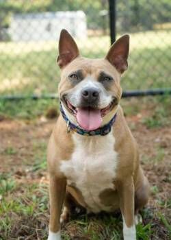Magic 43222 -  Mixed Breed Dog for Adoption in Aiken, South Carolina - Magic 43222 | PetCurious