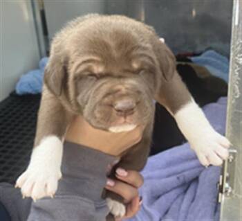 Mixed Breed Dogs Available for Adoption - PUP 8 | PetCurious