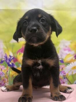 Glaceon -  Shepherd and Mixed Breed Dog for Adoption in San Antonio, Texas - Glaceon | PetCurious