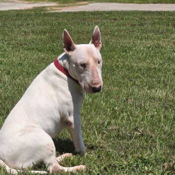 Bull Terrier Dogs Available for Adoption in Glenwood, Arkansas - Albert | PetCurious