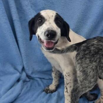 Kentucky Gambler -  Pointer and Mixed Breed Dog for Adoption in Nashville, Tennessee - Kentucky Gambler | PetCurious