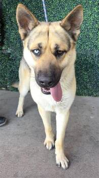 German Shepherd Dog and Mixed Breed Dogs Available for Adoption - 60670299 | PetCurious
