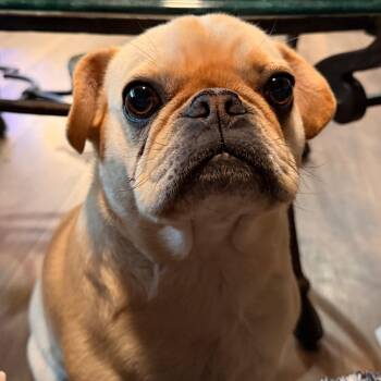 Nacho -  Pug Dog for Adoption in Lee