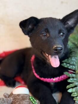 Chow Chow and Shiba Inu Dogs Available for Adoption in Atlanta, Texas - Cara | PetCurious