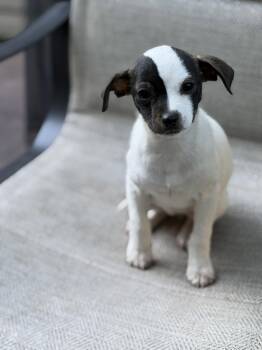 Chihuahua Dogs Available for Adoption in Greenville, South Carolina - Pipet | PetCurious