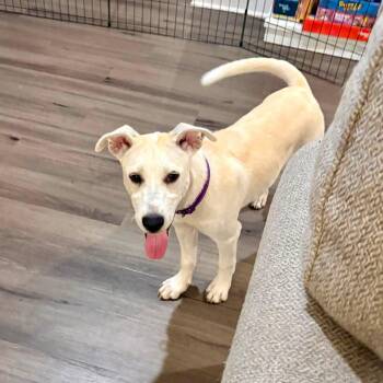 Ashlyn -  Husky Dog for Adoption in Collingswood, New Jersey - Ashlyn | PetCurious