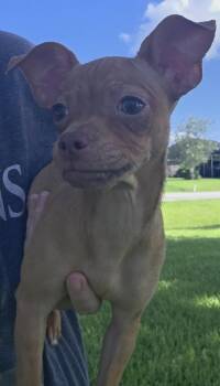 Blair -  Chihuahua and Shih Tzu Dog for Adoption in Rosenberg, Texas - Blair | PetCurious
