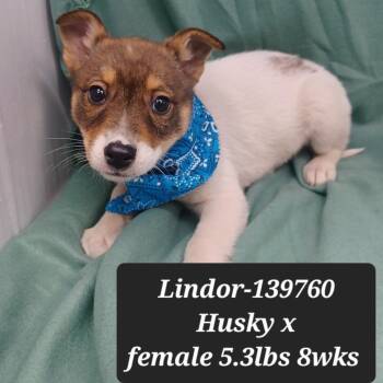 Husky Dogs Available for Adoption - Lindor | PetCurious