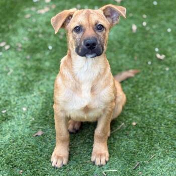 Mixed Breed and None Dogs Available for Adoption in Bedford, New Hampshire - Maple | PetCurious