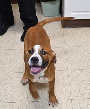 Mars -  Coonhound Dog for Adoption in Mocksville, North Carolina - Mars | PetCurious