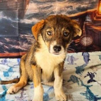 Macie -  Australian Shepherd Dog for Adoption in Tylertown, Mississippi - Macie | PetCurious