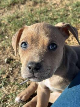 Rescue Pit Bull Terrier Dogs for Adoption in Ayden, North Carolina - Ethel | PetCurious