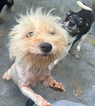 Henrietta -  Maltese and Bichon Frise Dog for Adoption - Henrietta | PetCurious