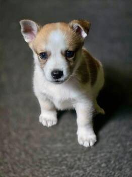 Asher -  Jack Russell Terrier Dog for Adoption in Solon, Ohio - Asher | PetCurious