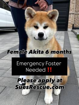 Akita Dogs Available for Adoption in Richmond Hill, Ontario - Urgent. Foster Or Forever Home Needed!  | PetCurious