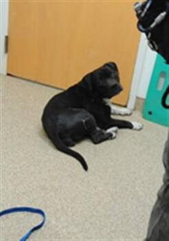 REMMI -  Pit Bull Terrier and Mixed Breed Dog for Adoption in Albuquerque, New Mexico - REMMI | PetCurious