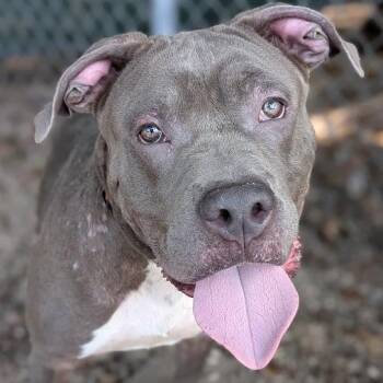 Fred -  Mixed Breed Dog for Adoption in West Olive, Michigan - Fred | PetCurious