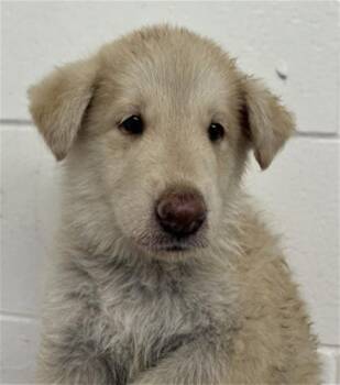 CALLIE -  German Shepherd Dog and Mixed Breed Dog for Adoption in San Bernardino, California - CALLIE | PetCurious