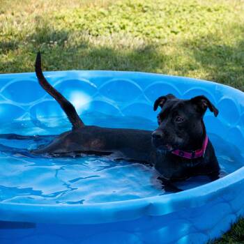 Wild Whitney -  Labrador Retriever Dog for Adoption in Houston, Texas - Wild Whitney | PetCurious
