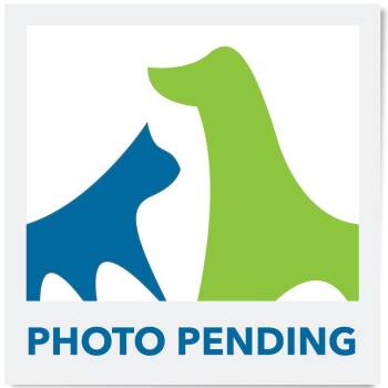 Coca Cola -  Mixed Breed Dog for Adoption in Las Cruces, New Mexico - Coca Cola | PetCurious