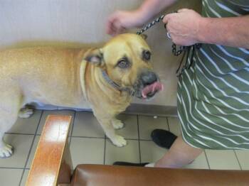 Rescue Mixed Breed Dogs for Adoption in Ocala, Florida - SADA | PetCurious