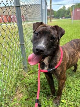 Omar -  Pit Bull Terrier Dog for Adoption in Winnsboro, South Carolina - Omar | PetCurious