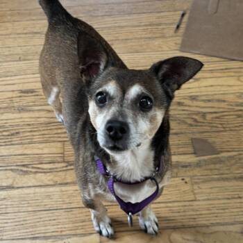 Remi -  Chihuahua Dog for Adoption in Richmond, Virginia - Remi | PetCurious