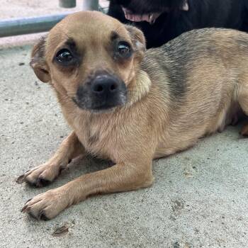Torta -  Chihuahua Dog for Adoption in Fairmont, Minnesota - Torta | PetCurious