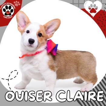 Pembroke Welsh Corgi Dogs Available for Adoption - OUISER-CLAIRE | PetCurious