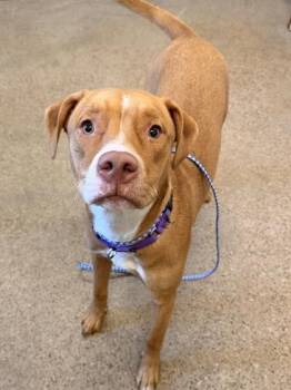 Nova -  Pit Bull Terrier Dog for Adoption in Cleveland, Ohio - Nova | PetCurious