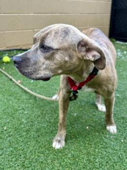 Chai -  Mixed Breed Dog for Adoption in West Chester, Pennsylvania - Chai | PetCurious