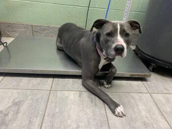 American Staffordshire Terrier and Mixed Breed Dogs Available for Adoption - POPPY | PetCurious