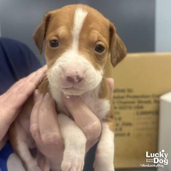 Retriever and Beagle Dogs Available for Adoption in Washington, District Of Columbia - Cher | PetCurious