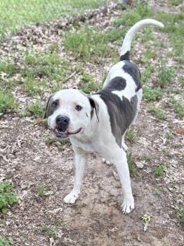 Pit Bull Terrier Dogs Available for Adoption in Eagle, Idaho - Pioneer **Courtesy Post. Out Of Town Pet. See Below For Details* | PetCurious