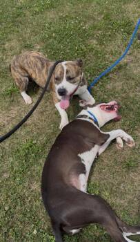 Zeus -  American Staffordshire Terrier Dog for Adoption in Pierceton, Indiana - Zeus | PetCurious