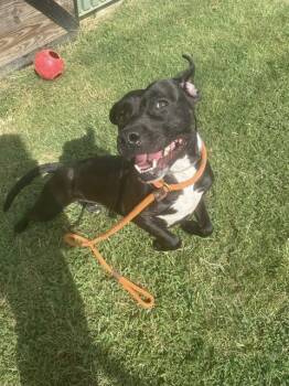 Rescue Pit Bull Terrier Dogs for Adoption in Louisville, Kentucky - ALEX BLAKE | PetCurious