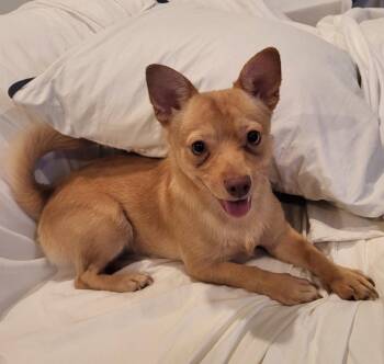 JJ -  Chihuahua Dog for Adoption in Davis, California - JJ | PetCurious