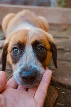 Australian Shepherd and Labrador Retriever Dogs Available for Adoption - Gertie | PetCurious