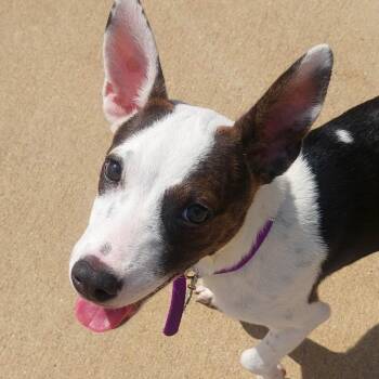 OMAHA -  Mixed Breed Dog for Adoption in Corydon, Indiana - OMAHA | PetCurious