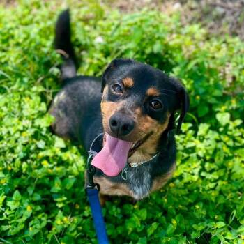 Benjamin -  Dachshund Dog for Adoption in Center Point, Texas - Benjamin | PetCurious