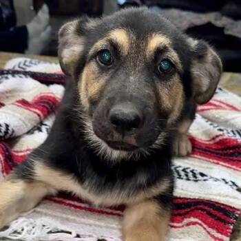 German Shepherd Dog and Labrador Retriever Dogs Available for Adoption in New Fairfield, Connecticut - Fry | PetCurious