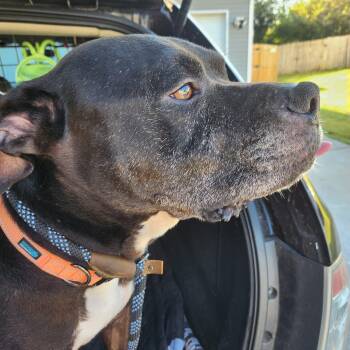 Rescue Black Labrador Retriever Dogs for Adoption in Powell, Tennessee - Tonka | PetCurious