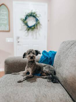 Rescue Shih Poo Dogs for Adoption in Goodyear, Arizona - Mr Griffin | PetCurious