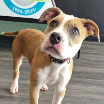 Pit Bull Terrier Dogs Available for Adoption in Louisville, Kentucky - Rosebud | PetCurious