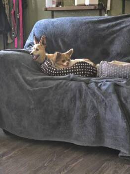 Mindy & Abby -  Chihuahua Dog for Adoption in Eugene, Oregon - Mindy & Abby | PetCurious