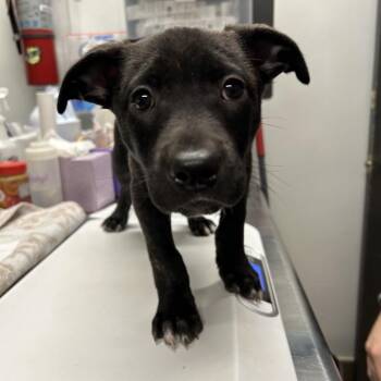 Phantom -  Hound Dog for Adoption in Morganton, North Carolina - Phantom | PetCurious