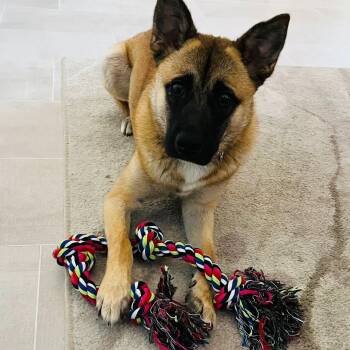 Rescue Jindo and Shiba Inu Dogs for Adoption in Las Vegas, Nevada - Terry | PetCurious